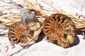 Fossil Shells: Ammonites