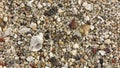 Fossil shells on the beach sand Royalty Free Stock Photo