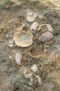 Fossil shells