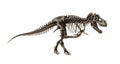 Skeleton of Dinosaur Tyrannosaurus Rex