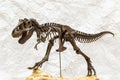 Fossil skeleton of Dinosaur Tyrannosaurus Rex Royalty Free Stock Photo