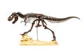 Fossil skeleton of Dinosaur Tyrannosaurus Rex Royalty Free Stock Photo