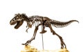 Fossil skeleton of Dinosaur Tyrannosaurus Rex Royalty Free Stock Photo