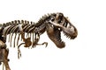 Fossil skeleton of Dinosaur Tyrannosaurus Rex Royalty Free Stock Photo
