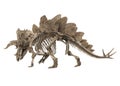 Fossil Skeleton of Dinosaur Stegoceratops Isolated Royalty Free Stock Photo