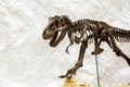 Fossil skeleton of Dinosaur Tyrannosaurus Rex Royalty Free Stock Photo