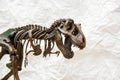 Fossil skeleton of Dinosaur Tyrannosaurus Rex Royalty Free Stock Photo