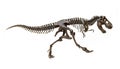 Fossil skeleton of Dinosaur Tyrannosaurus Rex