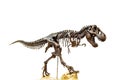 Fossil skeleton of Dinosaur Tyrannosaurus Rex Royalty Free Stock Photo