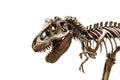 Fossil skeleton of Dinosaur Tyrannosaurus Rex Royalty Free Stock Photo