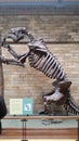 Fossil Skeleton of an Extinct Giant Sloth at Natural History Museum