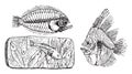 Fossil skeleton of a Turbot, Fossil skeleton of Platax altissimus, Hemi Rhynchus of the Puteaux limestone, vintage engraving