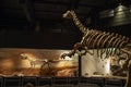 Fossil skull of extinct , Titanosaurus Australis,