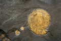 Fossil snail ammonite Royalty Free Stock Photo