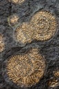 Fossil snail ammonite