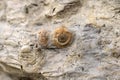 Fossil snail. Royalty Free Stock Photo