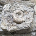 Fossil snail. Royalty Free Stock Photo