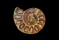 fossil snail slice Royalty Free Stock Photo