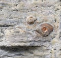 Fossil snails. Royalty Free Stock Photo