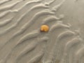 fossil snails or shells on the beach Royalty Free Stock Photo