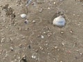 fossil snails or shells on the beach Royalty Free Stock Photo