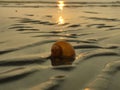 fossil snails or shells on the beach Royalty Free Stock Photo