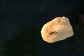 A fossil spinosaur tooth. High quality photo