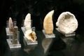 A fossil spinosaur tooth. High quality photo