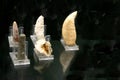 A fossil spinosaur tooth. High quality photo