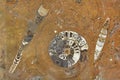 Fossil spiral shell and ancient petrified organisms in granite Royalty Free Stock Photo