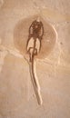 Fossil Stingray Heliobatis radians Royalty Free Stock Photo