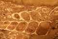 Fossil stone background Royalty Free Stock Photo