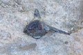 Fossil in stone, palontological find of an ancient fish or animal in a rock. Royalty Free Stock Photo