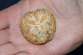 A fossil stone Sea Urchin being held on the palm of a hand.