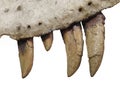 Fossil teeth and jaw bone of dinosaur isolated. Royalty Free Stock Photo