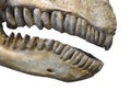 Fossil teeth and jaw of mammal isolated Royalty Free Stock Photo