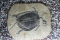 Fossil tortoise