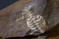 Fossil of tortoise in rock Royalty Free Stock Photo