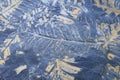 Fossil tree fern imprint
