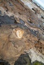 Fossil tree trunk in the petrified forest at Curio Bay ,the prehistoric site from Jurrasic era, the Catlins, New Zealand