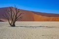 Fossil Trees,Red Sand Dunes, Deadvlei, Namibia Royalty Free Stock Photo