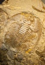 Fossil of a trilobate crustaceous Royalty Free Stock Photo