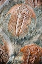 Fossil trilobit Royalty Free Stock Photo