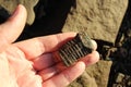 A fossil of a trilobite from the carboniferous period found on a rocky beach in Nova Scotia