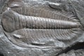 Fossil trilobite