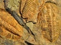 Fossil - trilobite