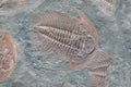 Fossil of trilobite - detail view