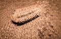 Fossil trilobite imprint in the sediment. Royalty Free Stock Photo