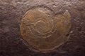 Fossil trilobite imprint in the sediment Backlit by lamp