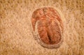 Fossil trilobite imprint in the sediment. 3.6 Billion Year old Trilobite Royalty Free Stock Photo